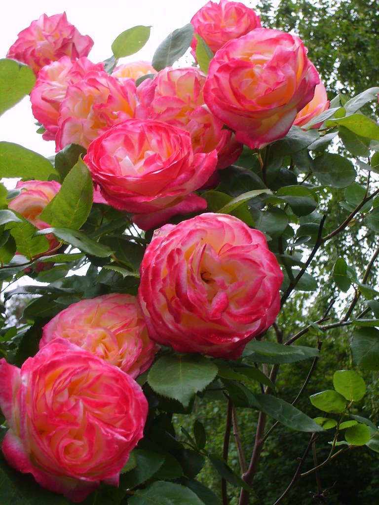 large pink roses