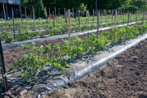 Plastic covers to protect tomatoes