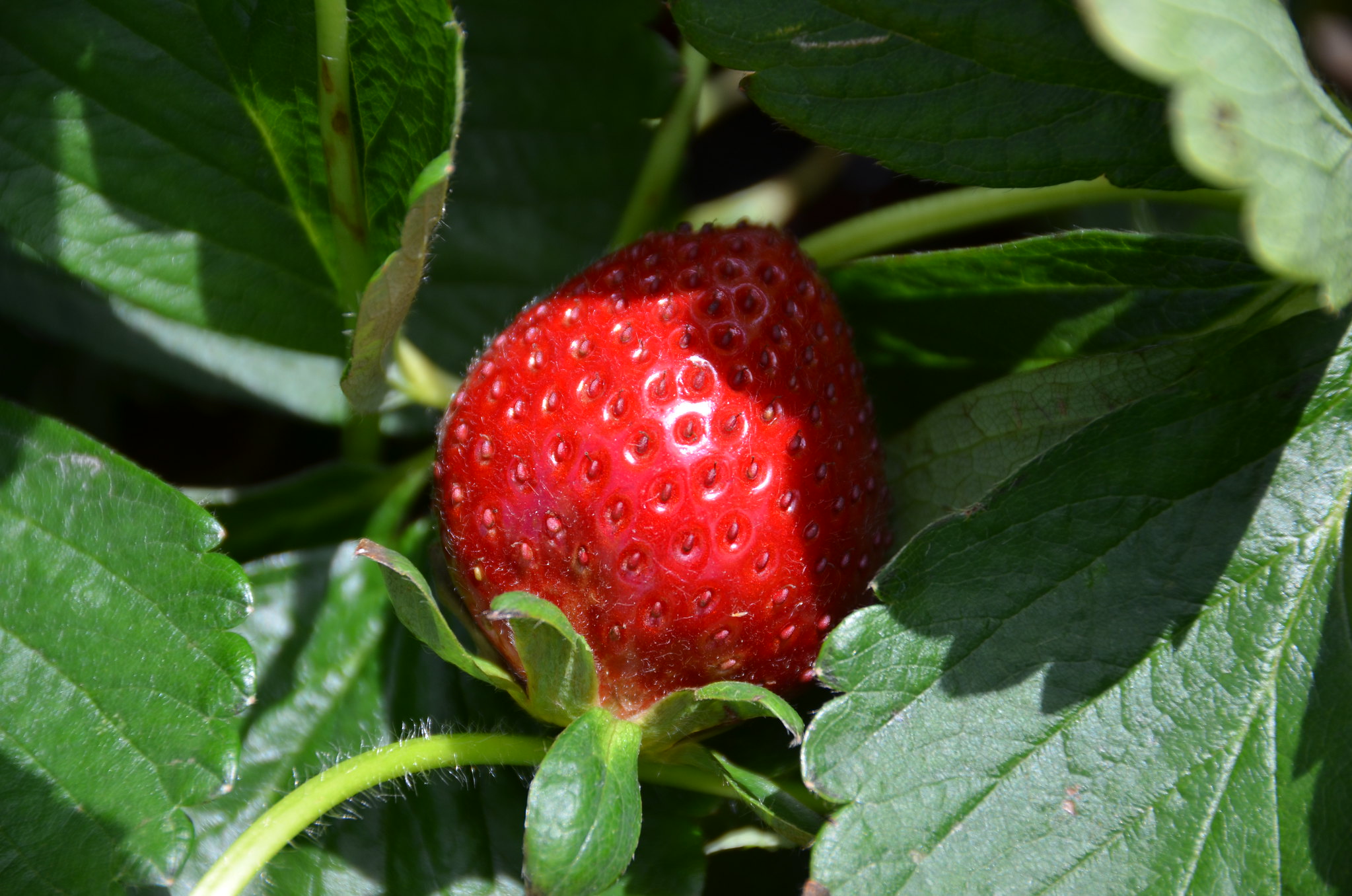 A Beginner's Guide to Growing Strawberries: Tips and Tricks - Garden Savvy