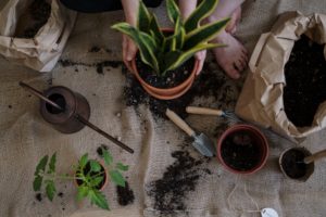 Gardening soil, potted plant and gardening tools