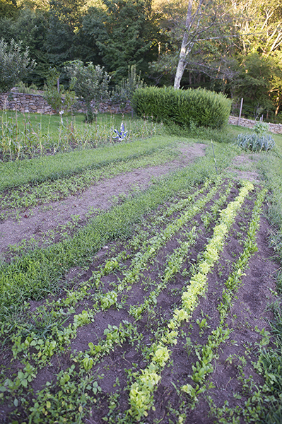 garden rows