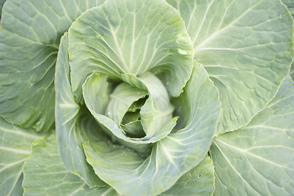 large head of lettuce