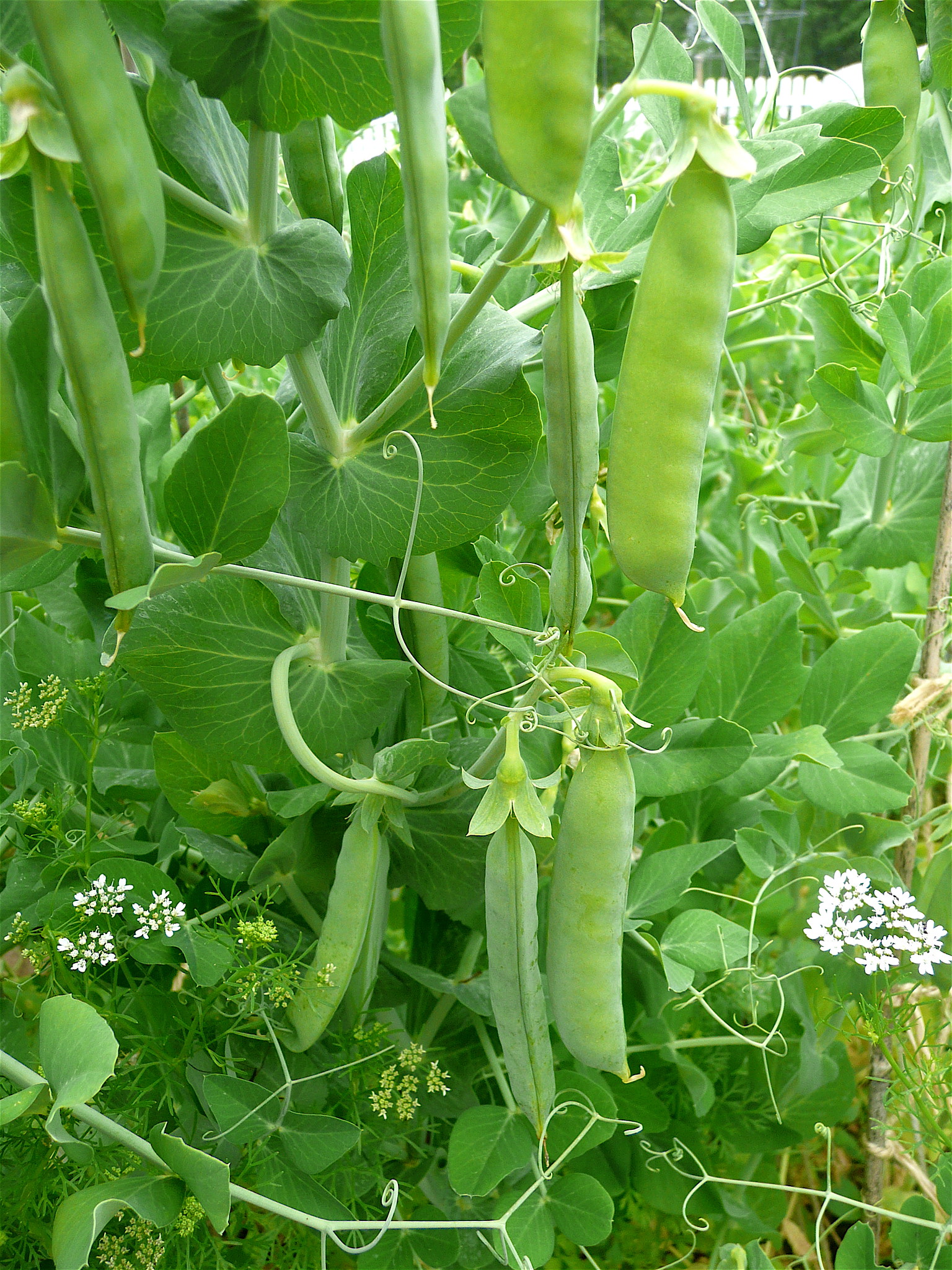 How to Grow Peas: A Gardening Guide - Garden Savvy