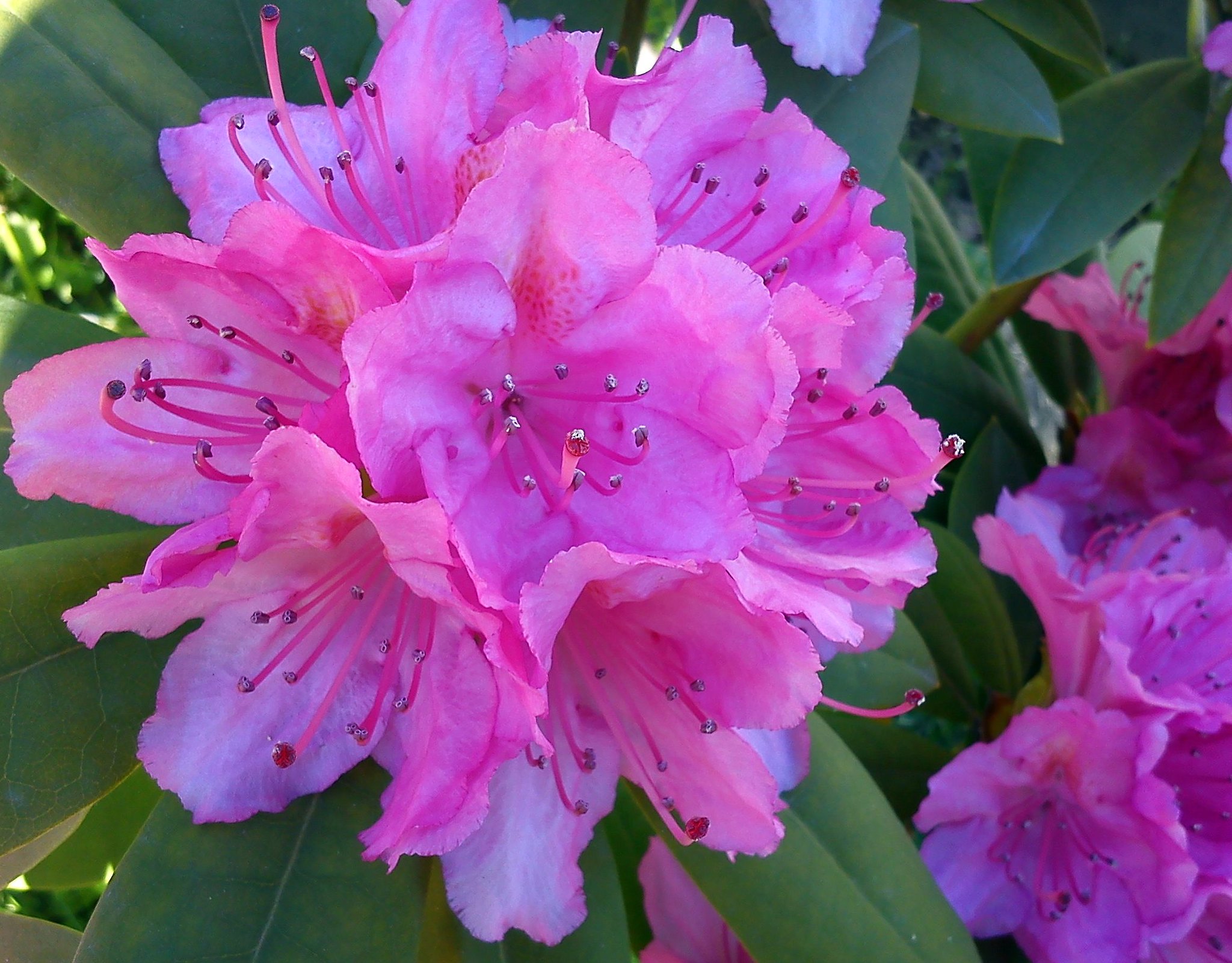How to Grow Rhododendrons: A Comprehensive Guide for Gardeners - Garden ...
