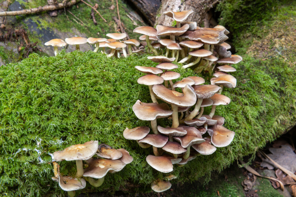 Close up of wild mushrooms growing on a log in a forest