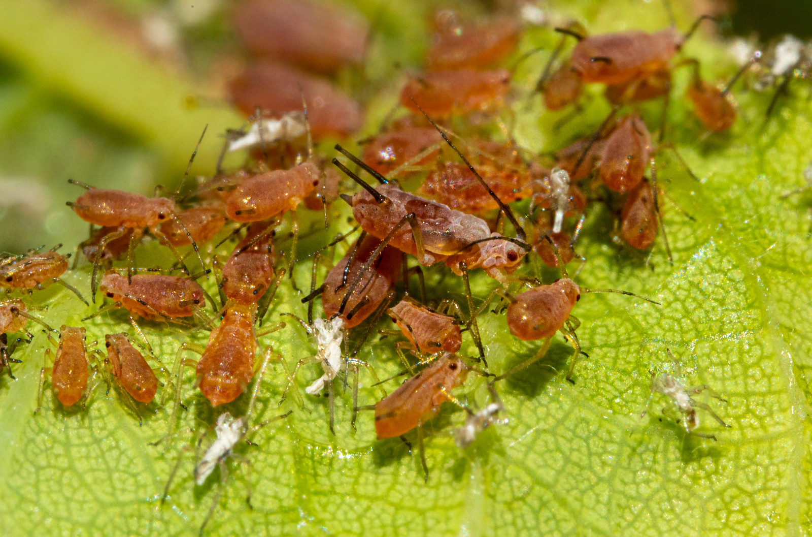 Aphid Management Made Easy: How to Protect Your Garden - Garden Savvy