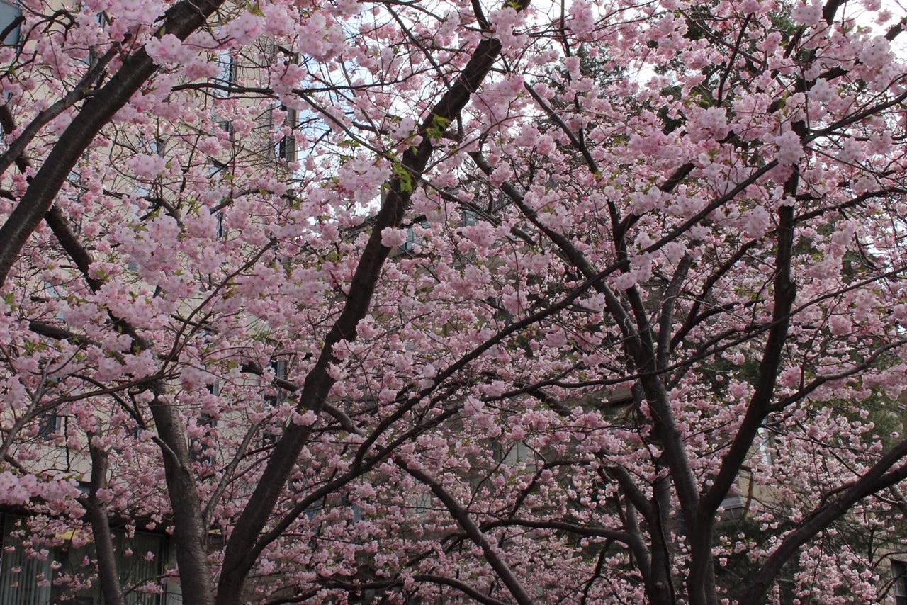 Spring trees and flowers